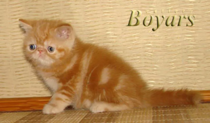 питомник Boyars предлагает котят